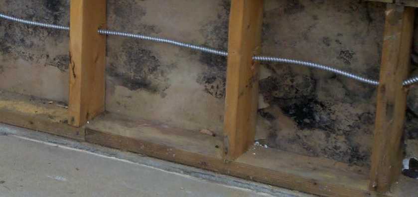 Mold Removal Cleaning